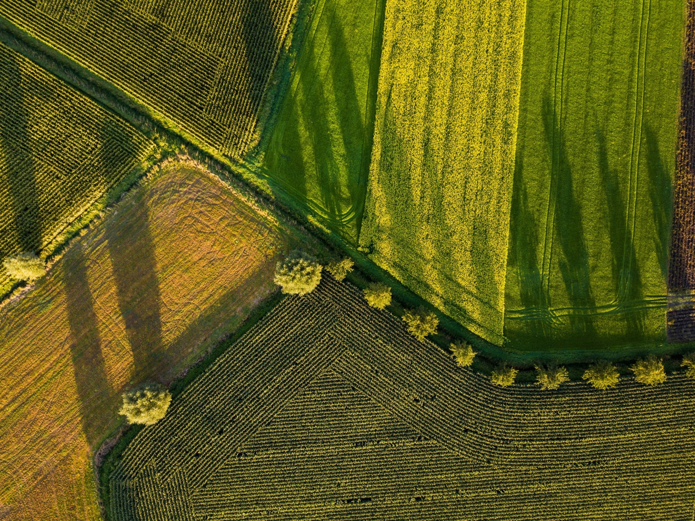 An aerial view of a patchwork of fields, crops and tree-lined boundaries