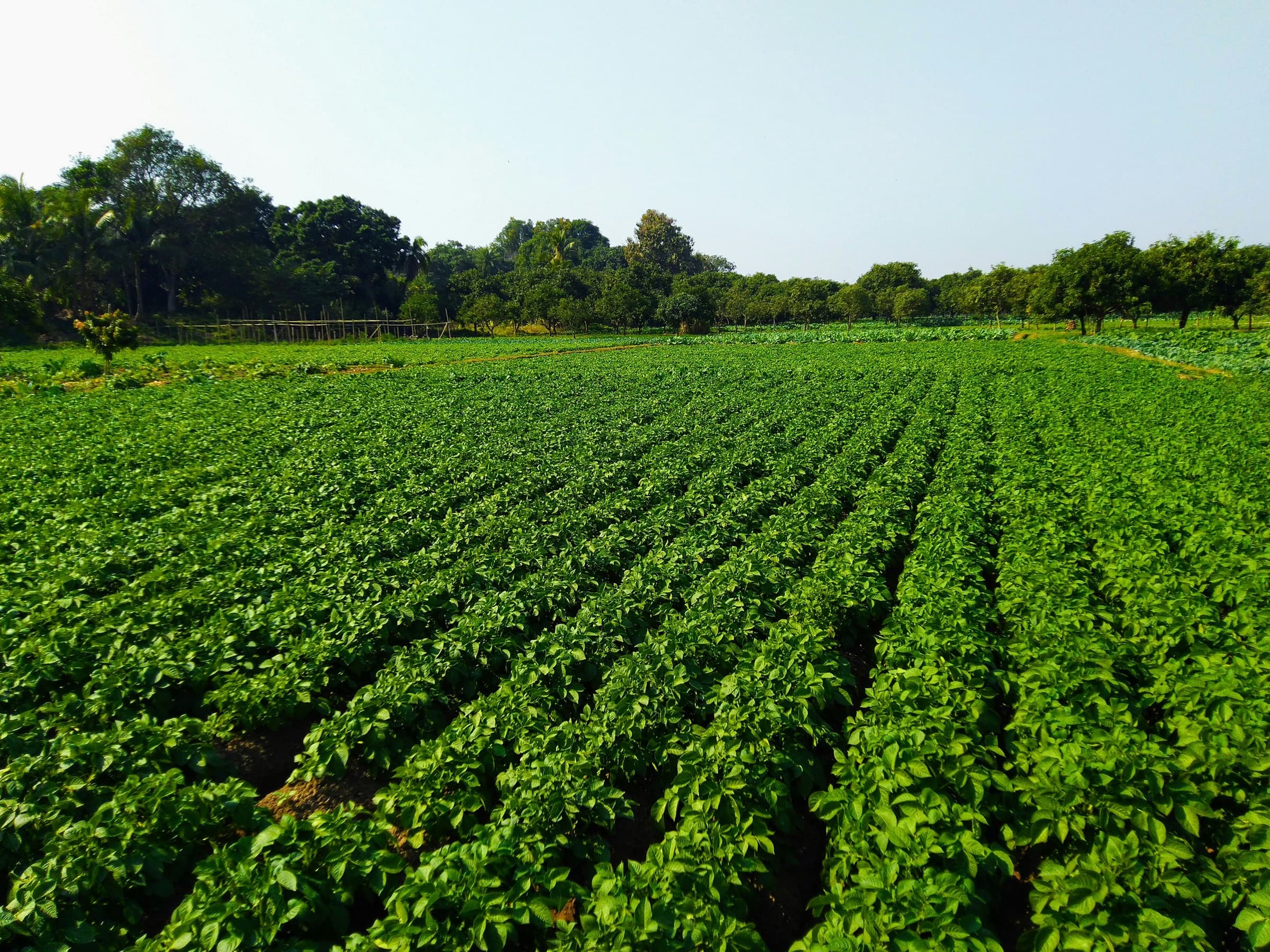 Long rows of green crops in a field, with trees beyond