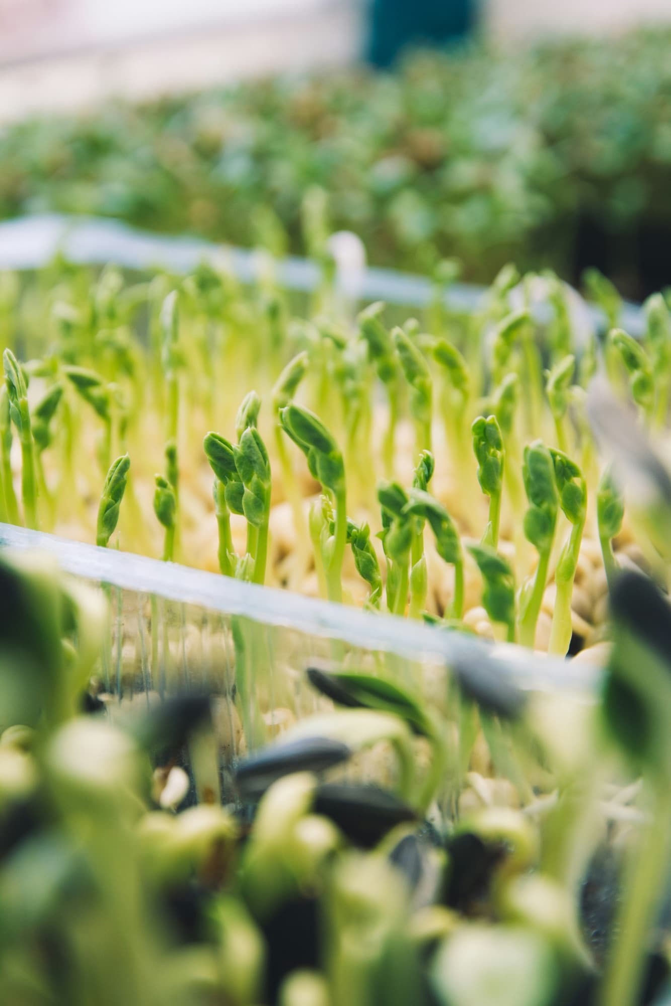 Pea seedlings growing in trays